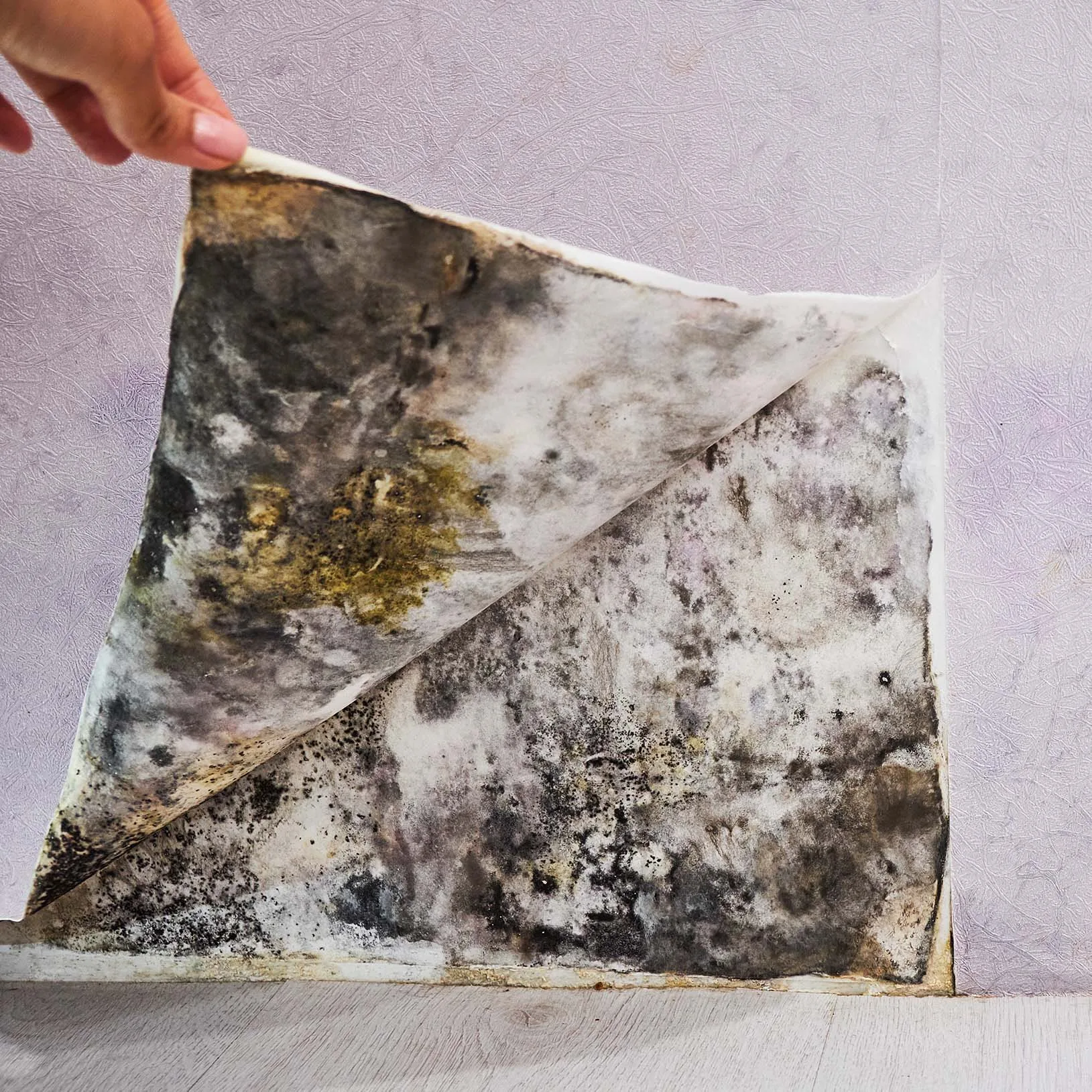 hidden-mold